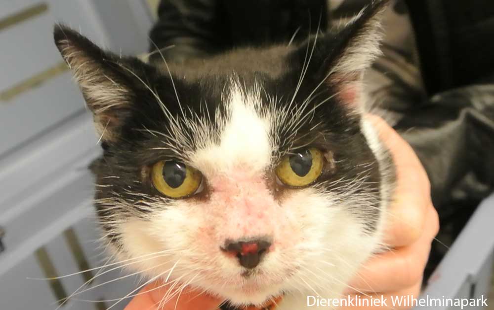 Een kat met kale plekken op de neus door een herpes infectie. Foto Dierenkliniek Wilhelminapark utrecht